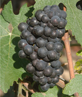 Pinot Meunier